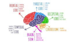 Occipital Lobe Epilepsy