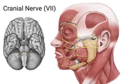 The 7th Cranial Nerve: Its Role in Eye Function and Vision
